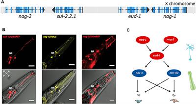 The Role of Sulfation in Nematode Development and Phenotypic Plasticity